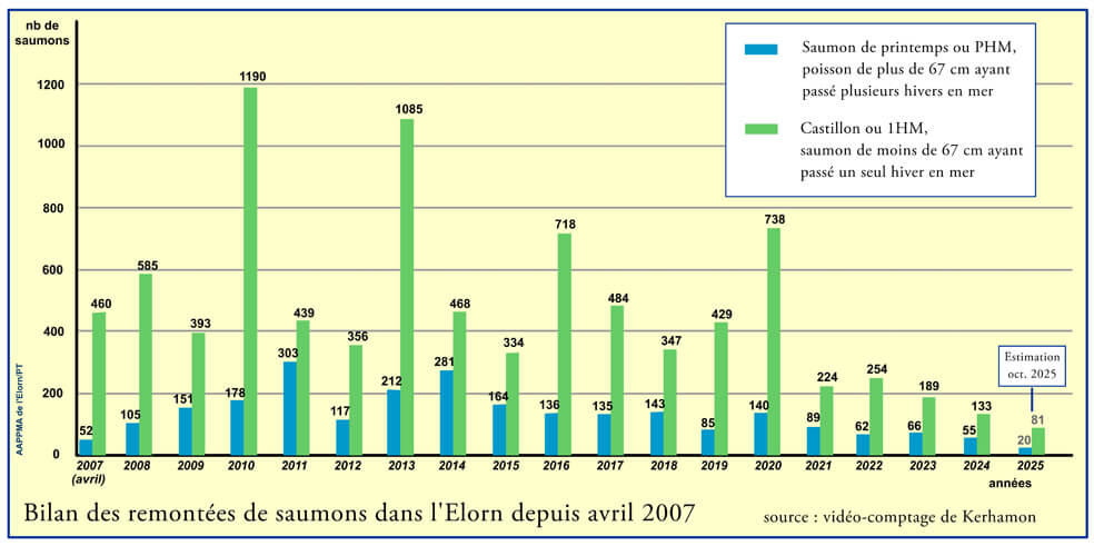 Bilan des remontées de saumons dans l'Élorn