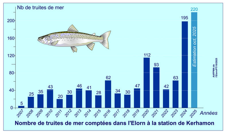 Graphique du nombre de truite de mer comptées dans l'Élorn à la station de Kerhamon.