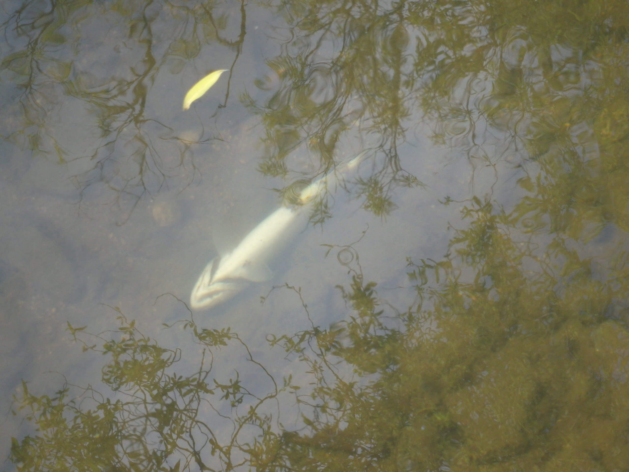 Le Lapic : notre ruisseau des Danaïdes…