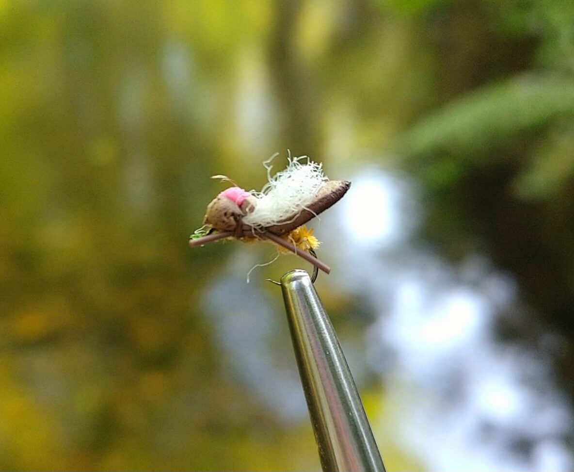 Des conditions climatiques jamais vues… mais la pêche tient bon !